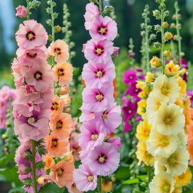 Wivolibe hollyhock stem with tall bloom spikes for dramatic borders