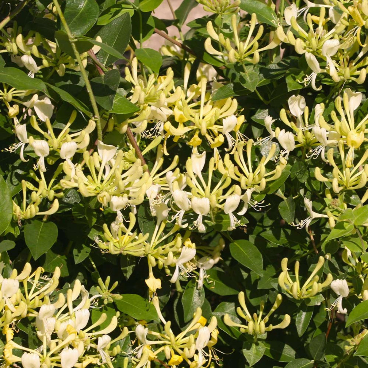 Honeysuckle blossoms in white, yellow, pink, and red for vibrant garden design