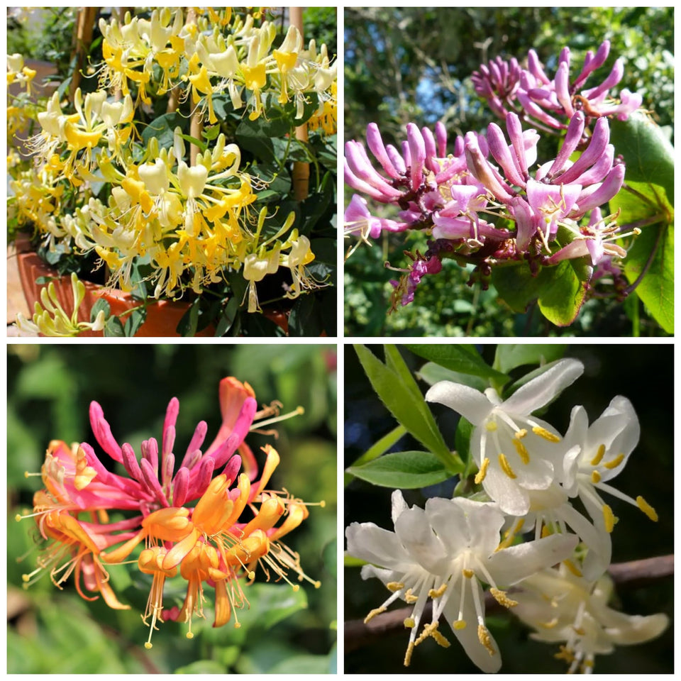 Wivolibe honeysuckle seeds ready for planting, offering fragrant blooms and garden color