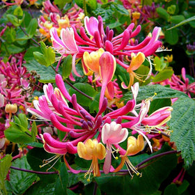Close-up of Wivolibe honeysuckle seeds germinating for fast vine growth