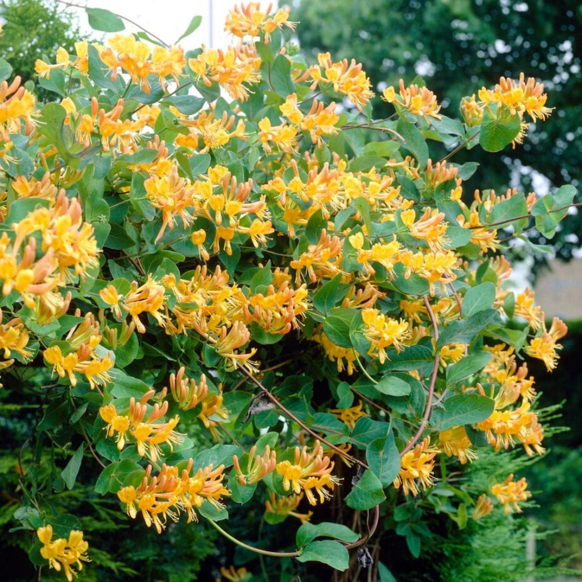 Garden scene with Wivolibe honeysuckle drawing bees and butterflies