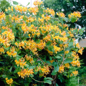 Garden scene with Wivolibe honeysuckle drawing bees and butterflies