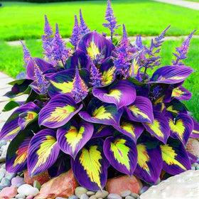 Wivolibe Hosta blooms attracting pollinators to outdoor spaces