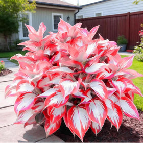 Wivolibe blue-toned foliage enhances garden texture in borders and patios
