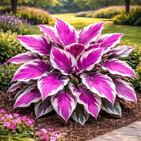 Wivolibe heart-shaped hosta leaves add charm to containers and borders