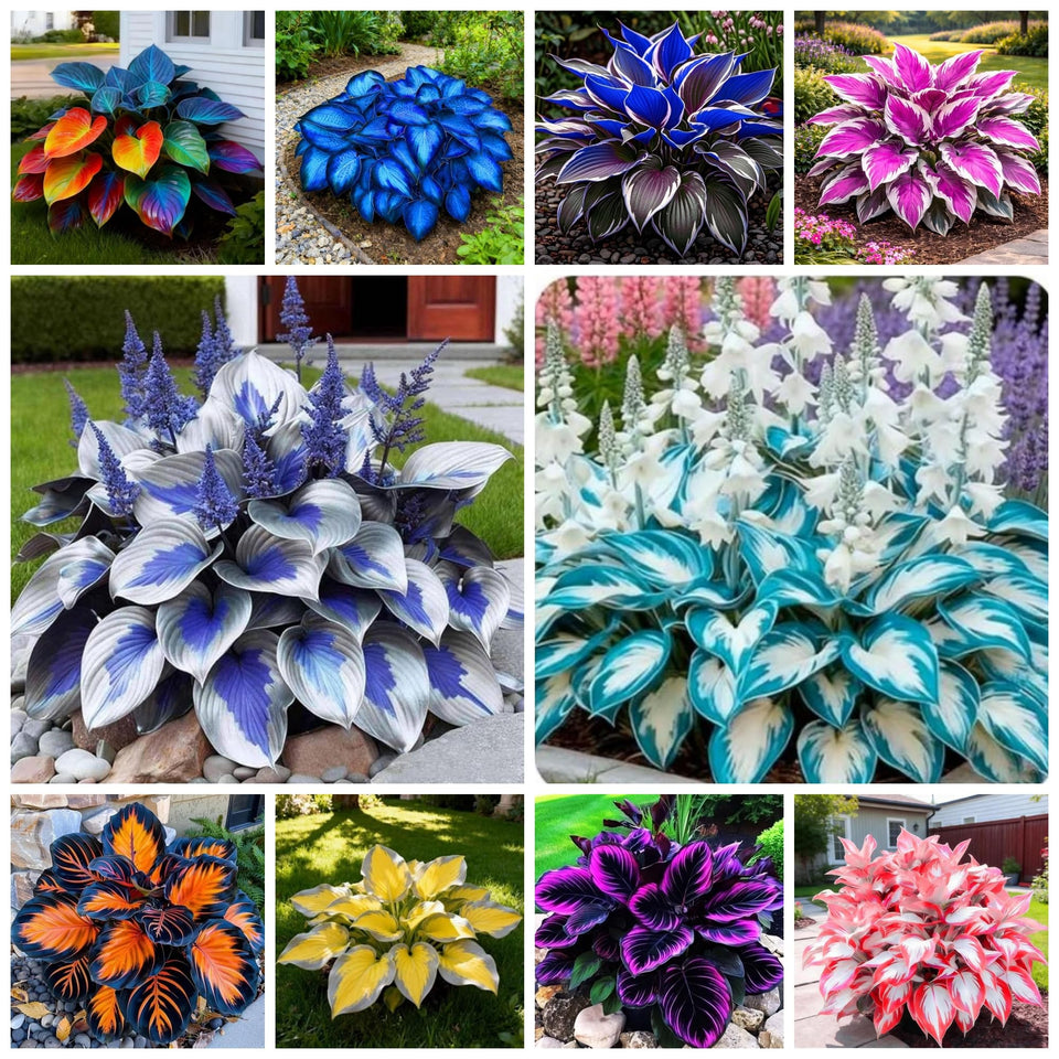 Wivolibe hosta seeds with blue foliage for shade garden delight