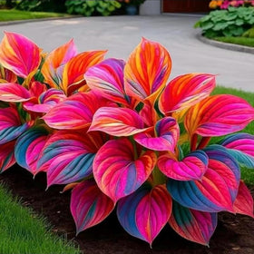 Wivolibe hosta seeds attract pollinators with colorful blooms