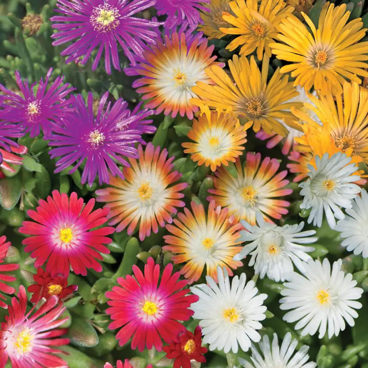 Wivolibe ice plant displaying a carpet of dense red blooms in a sunny garden
