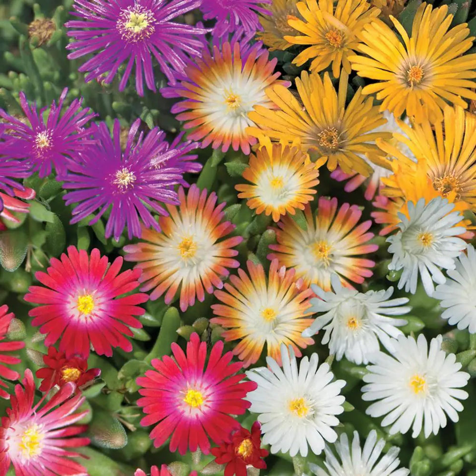 Wivolibe ice plant displaying a carpet of dense red blooms in a sunny garden