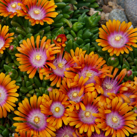 Wivolibe ice plant used as an edge border along a sidewalk