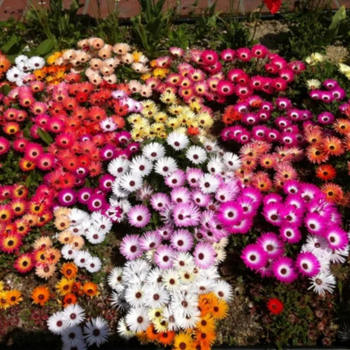 Wivolibe ice plant ground cover forming a bright red carpet over soil