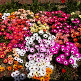 Wivolibe ice plant ground cover forming a bright red carpet over soil