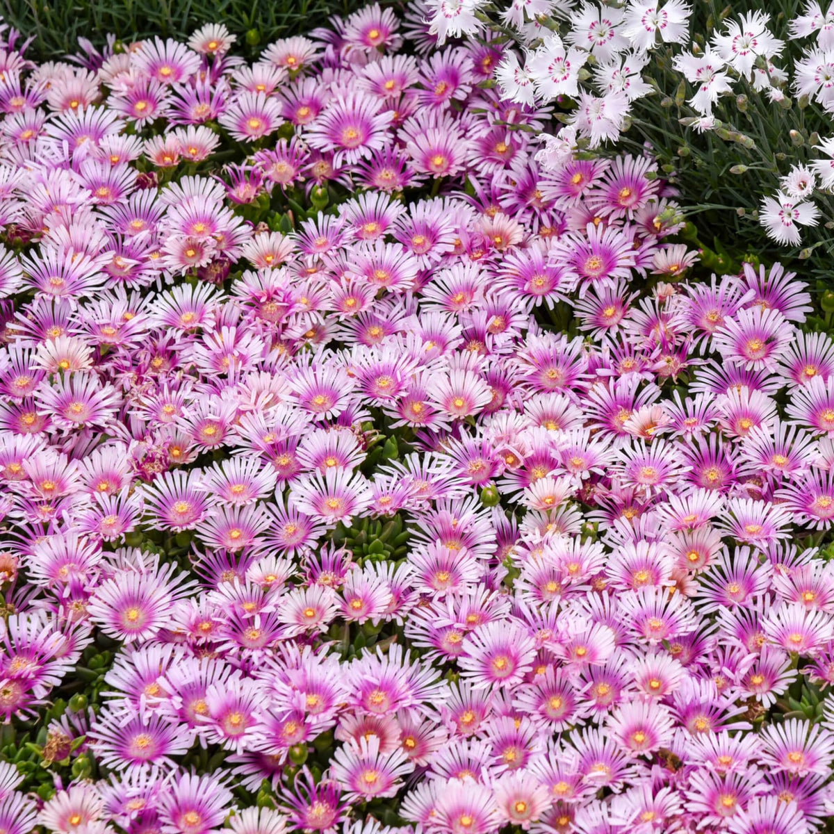 Wivolibe ice plant showing drought-tolerant succulent leaves and color