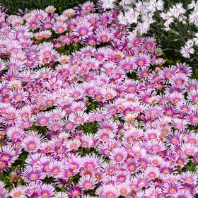 Wivolibe ice plant showing drought-tolerant succulent leaves and color