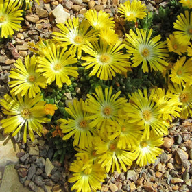 Wivolibe ice plant thriving in full sun along garden edging