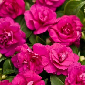 Wivolibe balsamina seeds ideal for warm-zone borders.