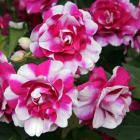 Wivolibe impatiens seeds showcasing masses of bright flowers for beds.