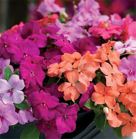 Wivolibe impatiens blooms close-up reveals double ruby flowers.