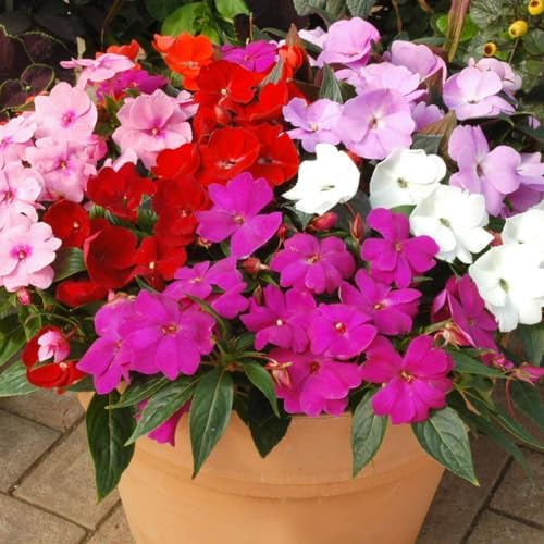 Wivolibe impatiens reach 10-20 inches tall, creating vertical interest.
