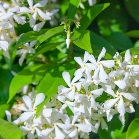 Wivolibe jasmine blooms with delicate fragrance in garden