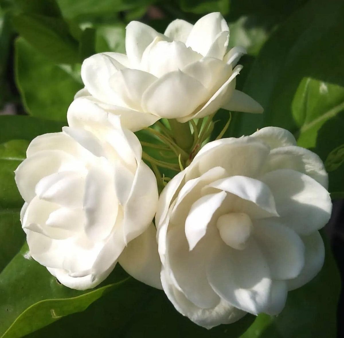 Wivolibe jasmine climbing vines ideal for balcony trellises and fragrance.