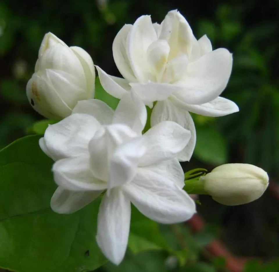 Wivolibe jasmine seeds pack ready for planting to grow fragrant vines.