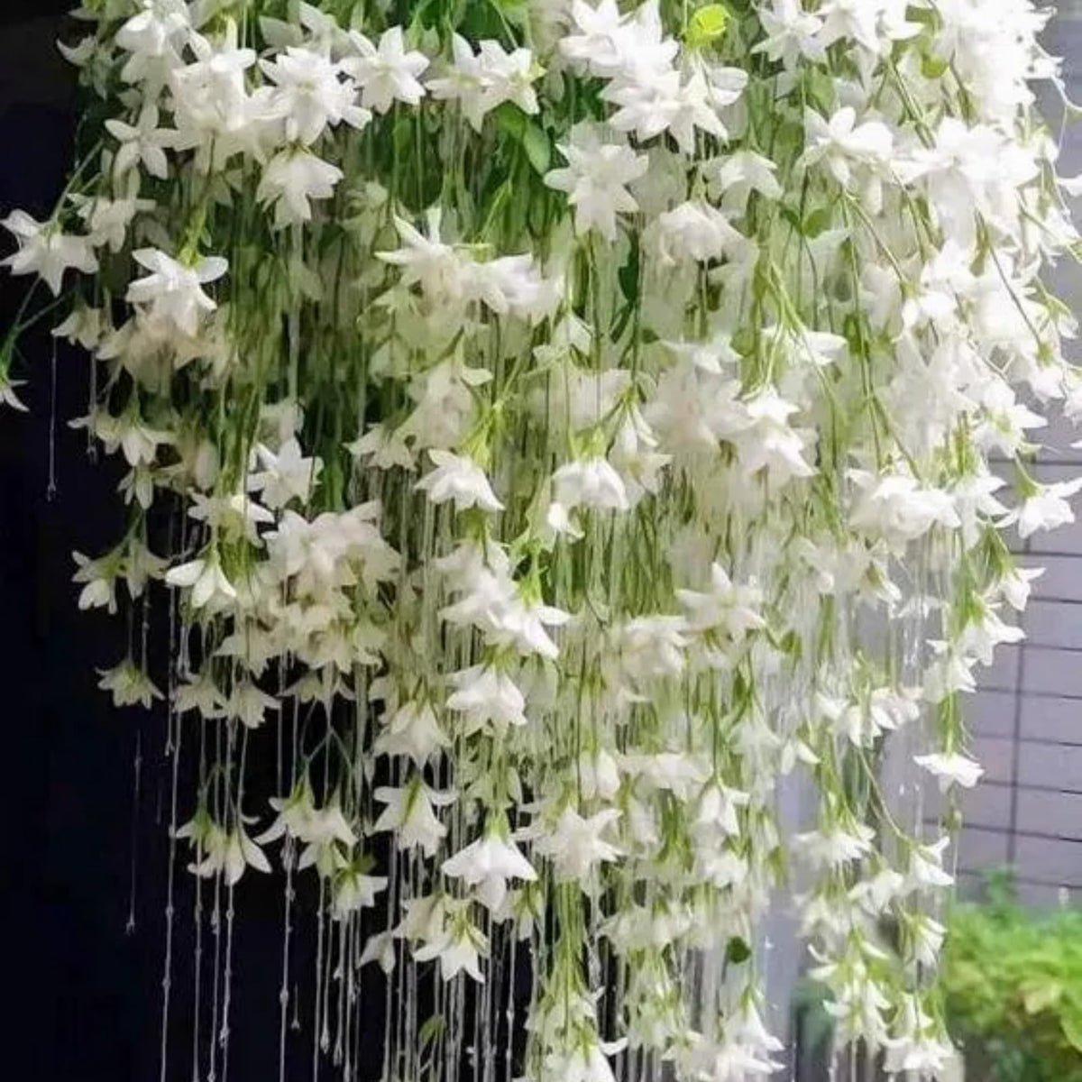 Wivolibe jasmine seeds planted in soil for climbing vine growth