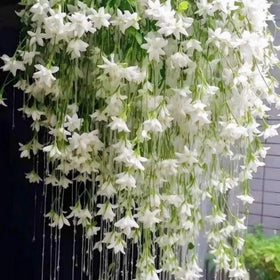 Wivolibe jasmine seeds planted in soil for climbing vine growth