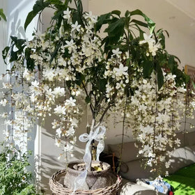 Wivolibe jasmine vine growing on a trellis for balcony gardens