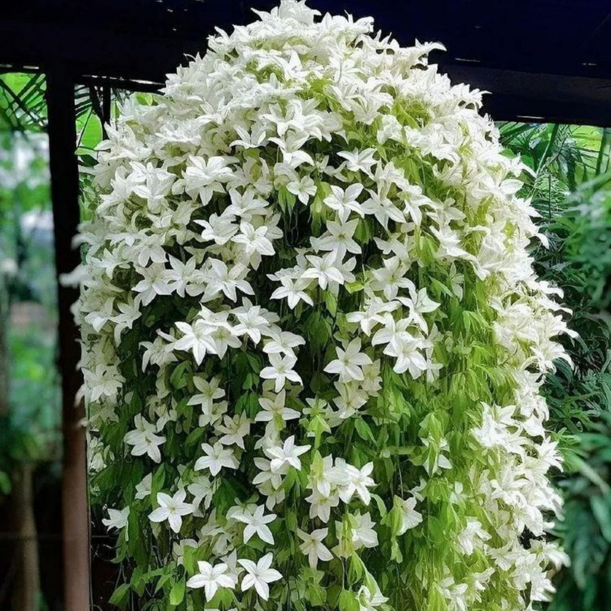 White fragrant jasmine blooms enhancing garden ambiance.
