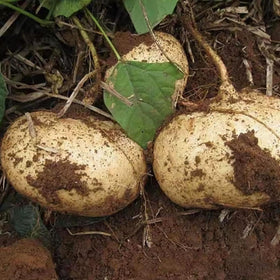 Wivolibe jicama seeds promote drought-tolerant growth in gardens.