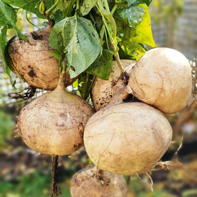 Wivolibe jicama seeds pack for home gardens, easy planting and drought resistance.