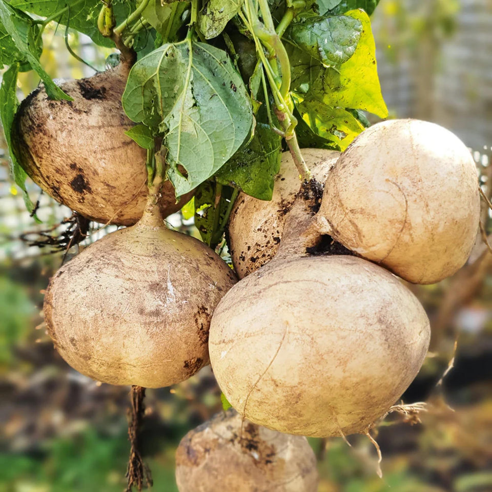 Wivolibe jicama seeds pack for home gardens, easy planting and drought resistance.
