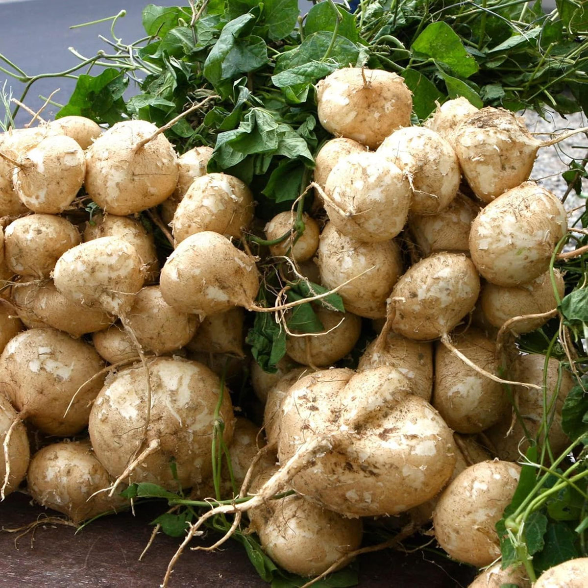 Wivolibe heirloom jicama seeds ideal for containers and raised beds.