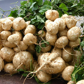 Wivolibe heirloom jicama seeds ideal for containers and raised beds.