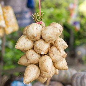 Wivolibe Non-GMO jicama seeds for crisp Mexican turnips.