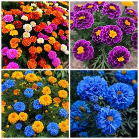Wivolibe marigold seeds mix pack for bright sun blooms and easy garden color.