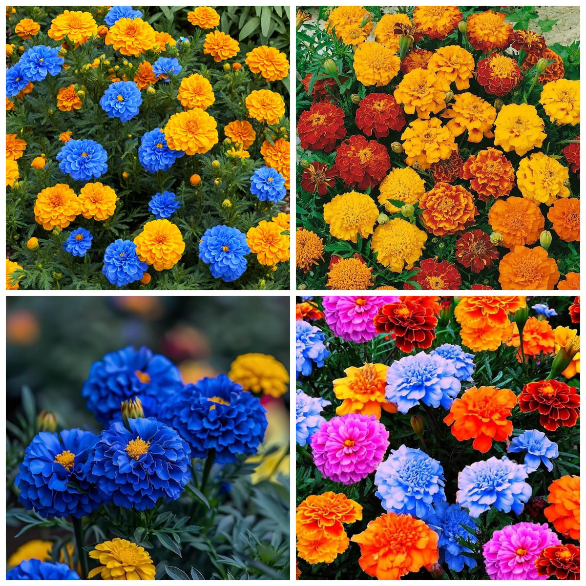 Wivolibe marigold seeds mixed for abundant blooms and easy annual gardening.