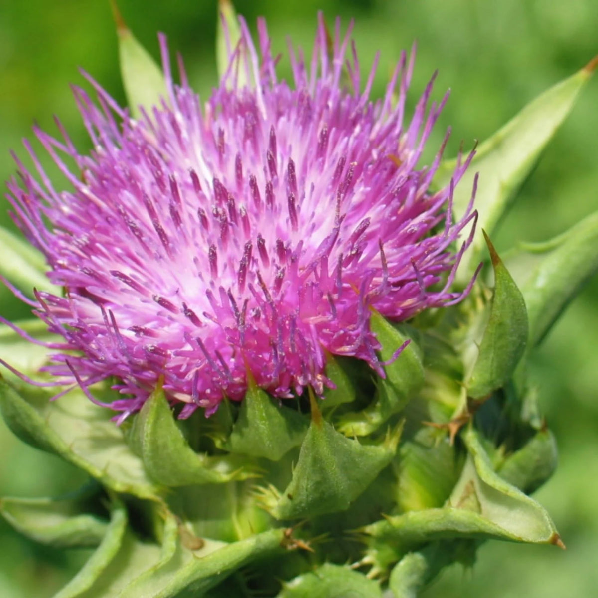 Wivolibe Milk Thistle seeds garden planting image showing easy, container-friendly cultivation.