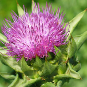 Wivolibe Milk Thistle seeds garden planting image showing easy, container-friendly cultivation.