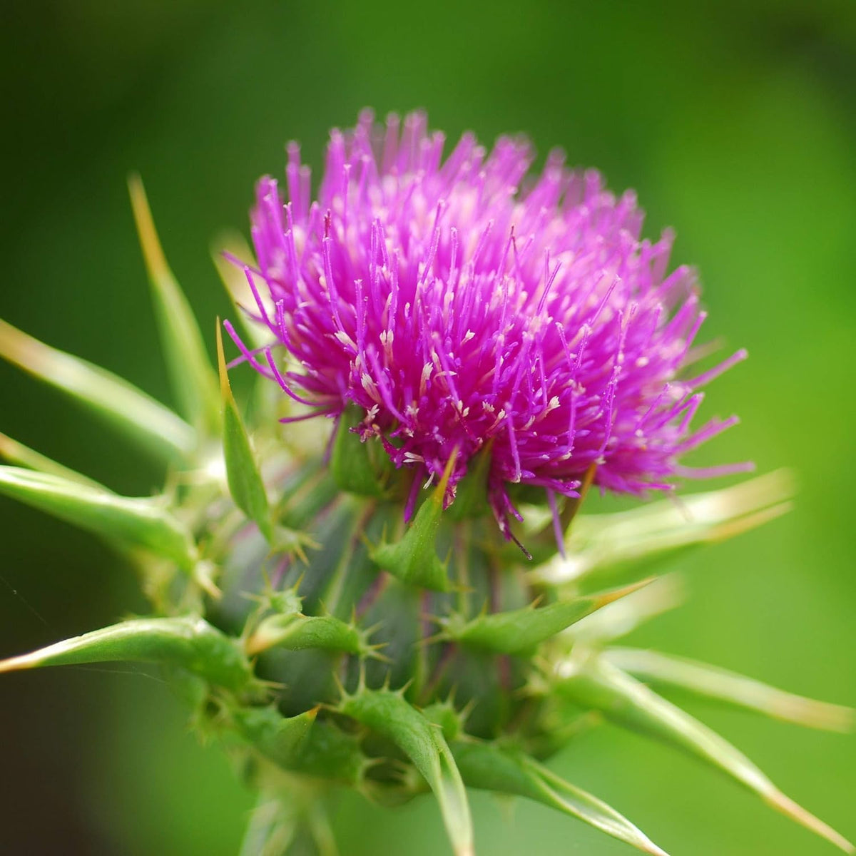 Wivolibe Milk Thistle seeds mature plant in bloom, adding texture to borders.