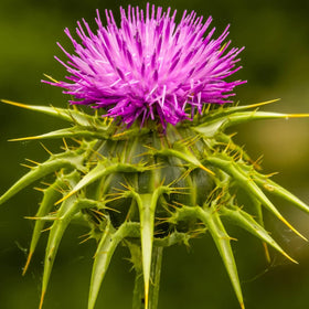Wivolibe Milk Thistle seeds seed-pack close-up, ideal for starting an annual herb garden.