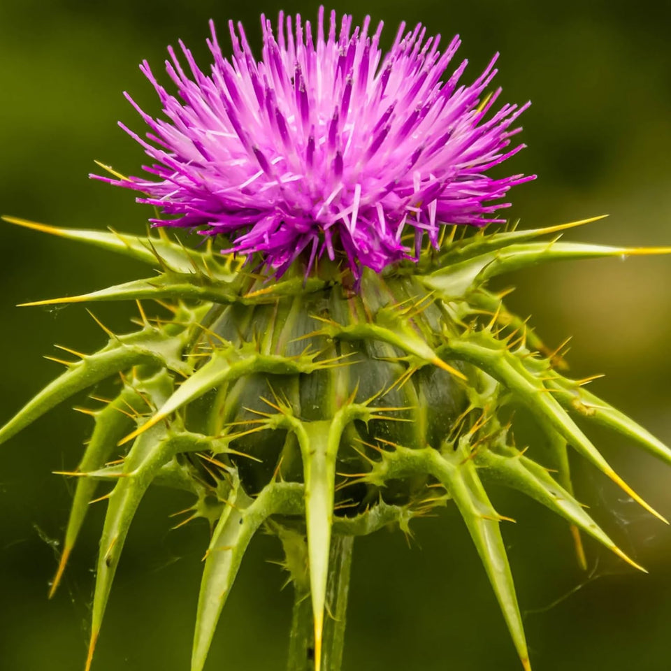 Wivolibe Milk Thistle seeds seed-pack close-up, ideal for starting an annual herb garden.