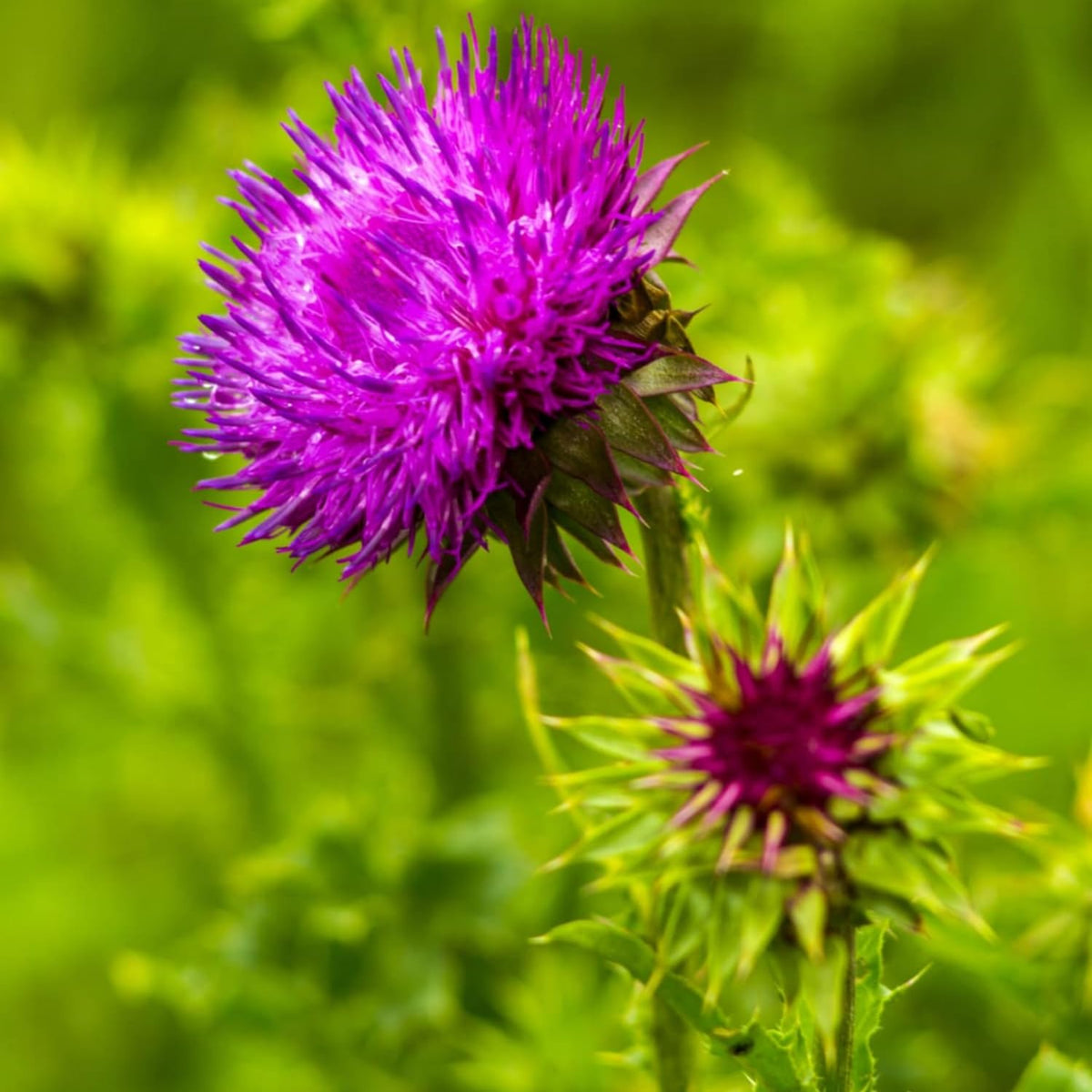 Wivolibe Milk Thistle seeds sprouting seedling in sunny bed; ready for garden growth.