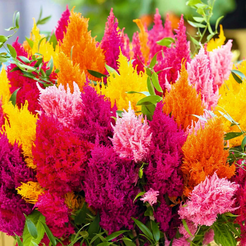 Wivolibe Mix Celosia seeds closeup, ready for easy planting and bright blooms.