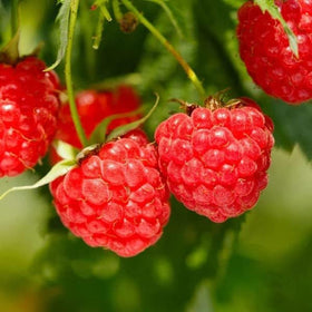 Wivolibe mixed fruit seeds pack for diverse home garden harvests