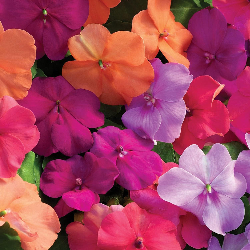 Wivolibe mixed impatiens seeds package adds shade-ready color to the garden.