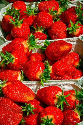 Wivolibe Non-GMO seeds emphasizing reliable viability for home gardeners