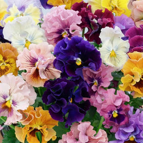 Wivolibe open-pollinated pansy blossoms attract bees and butterflies.