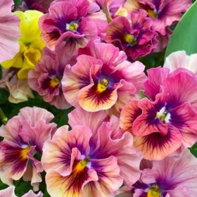 Wivolibe ruffled petals add color to edging and borders.